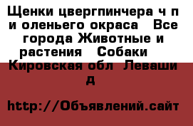 Щенки цвергпинчера ч/п и оленьего окраса - Все города Животные и растения » Собаки   . Кировская обл.,Леваши д.